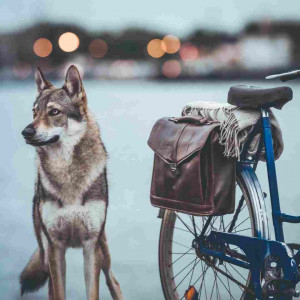 wolfs_pfoetchen