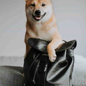 noatheshiba_